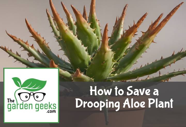 How to Save a Drooping Aloe Plant