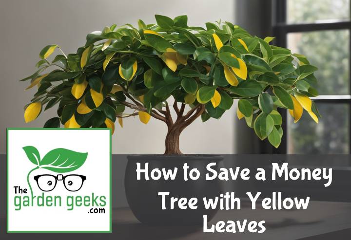 How to Save a Money Tree with Yellow Leaves