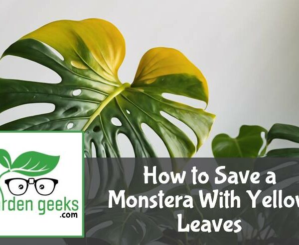 How to Save a Monstera With Yellow Leaves