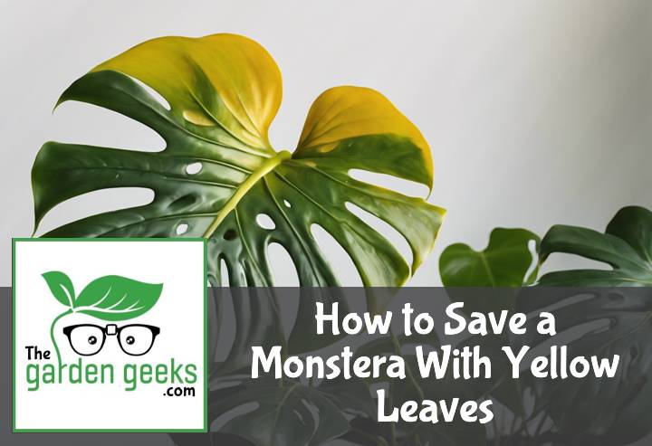 How to Save a Monstera With Yellow Leaves
