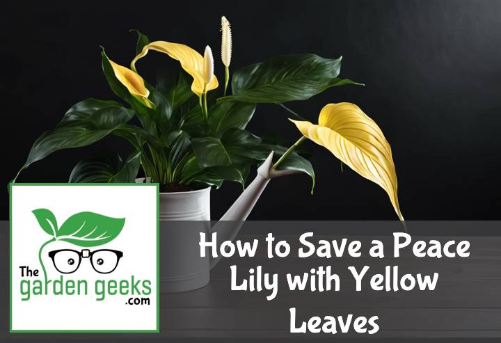 How to Save a Peace Lily with Yellow Leaves