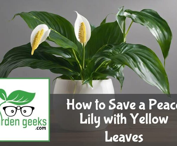 How to Save a Peace Lily with Yellow Leaves