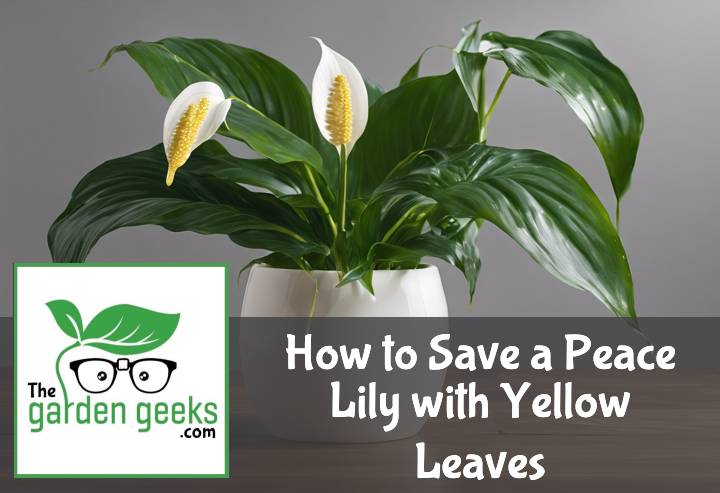 How to Save a Peace Lily with Yellow Leaves