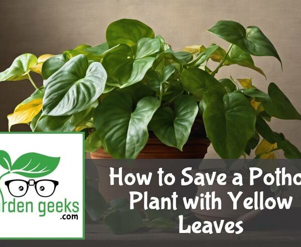 How to Save a Pothos Plant with Yellow Leaves