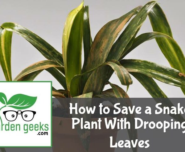 How to Save a Snake Plant With Drooping Leaves