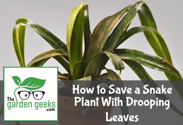 How to Save a Snake Plant With Drooping Leaves