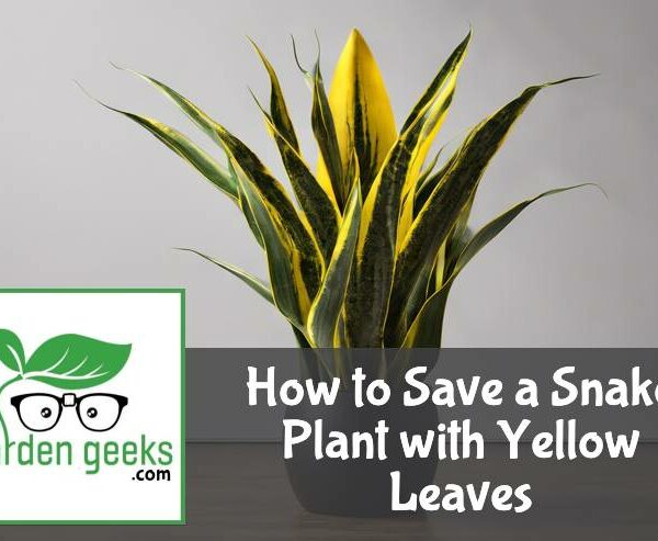 How to Save a Snake Plant with Yellow Leaves