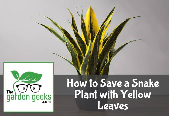 How to Save a Snake Plant with Yellow Leaves