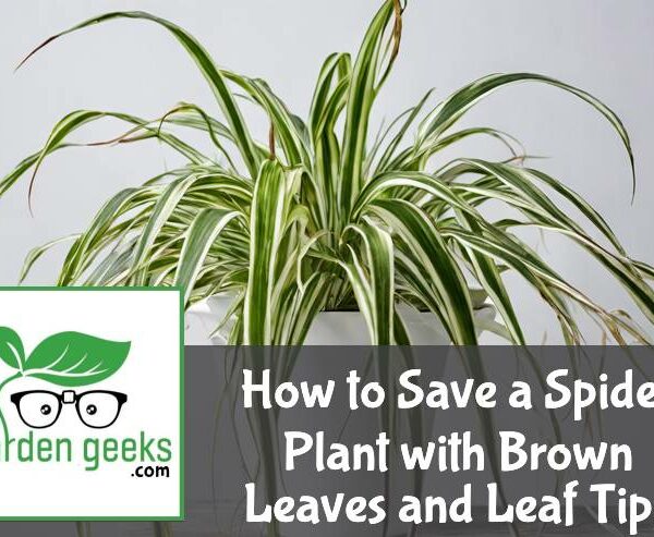 How to Save a Spider Plant with Brown Leaves and Leaf Tips
