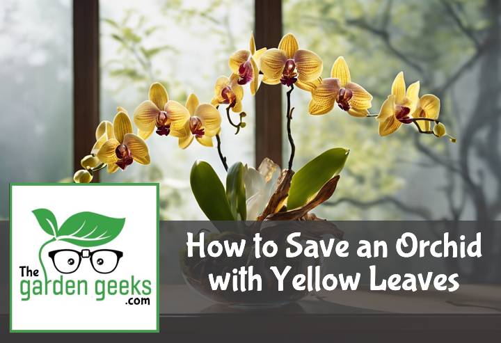 How to Save an Orchid with Yellow Leaves