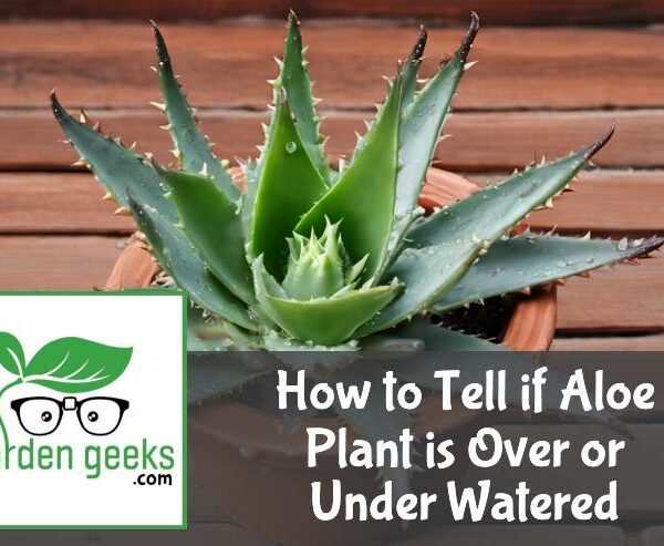 How to Tell if Aloe Plant is Over or Under Watered (How to Save It)