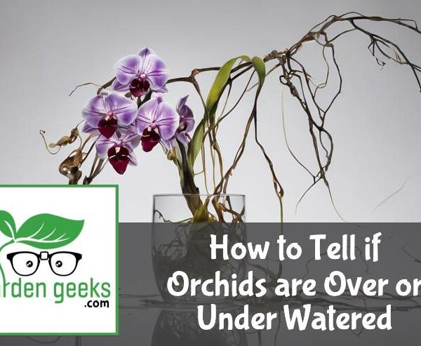 How to Tell if Orchids are Over or Under Watered (With Photos)