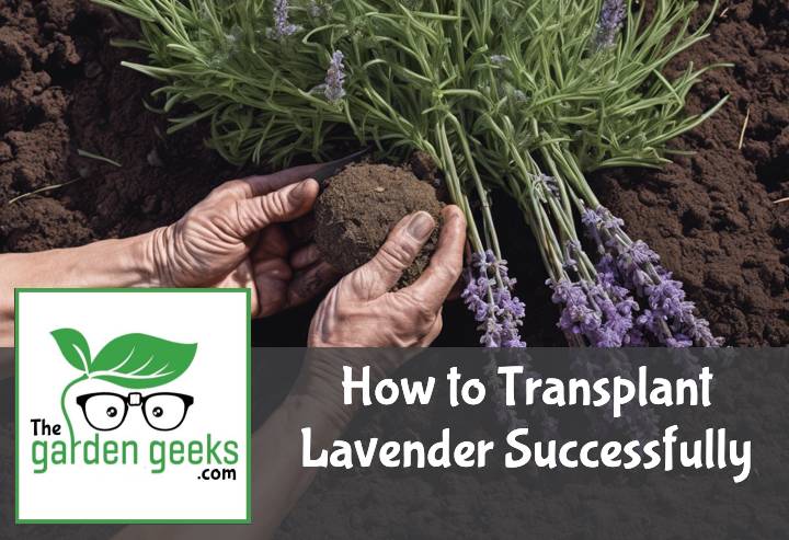 How to Transplant Lavender Successfully (Avoid Transplant Shock)
