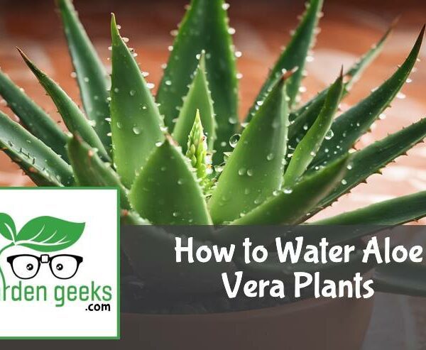 How to Water Aloe Vera Plants