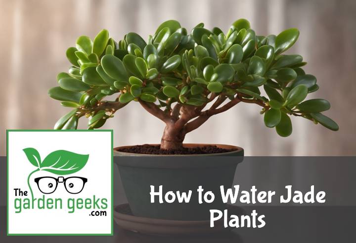How to Water Jade Plants