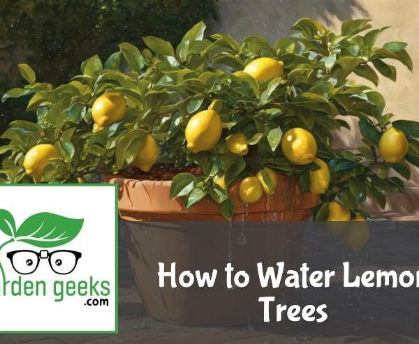 How to Water Lemon Trees