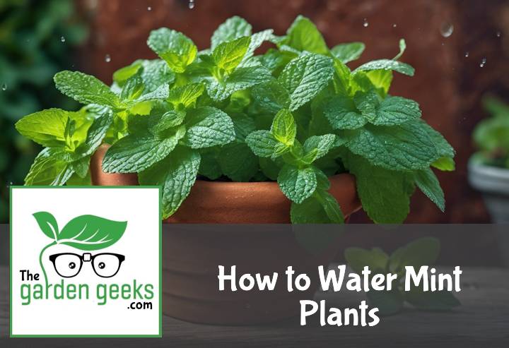 How to Water Mint Plants