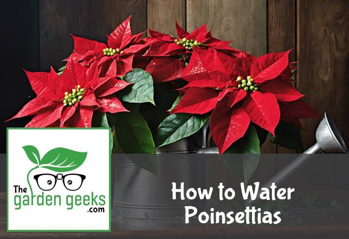 How to Water Poinsettias