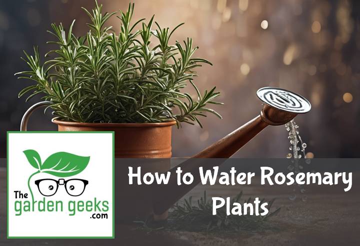 How to Water Rosemary Plants