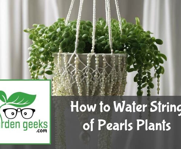 How to Water String of Pearls Plants