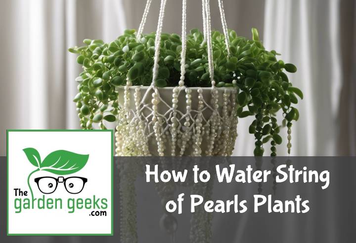 How to Water String of Pearls Plants