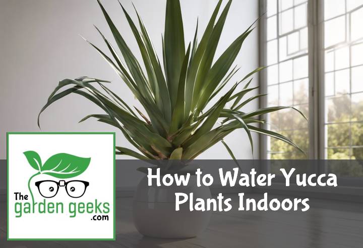 How to Water Yucca Plants Indoors
