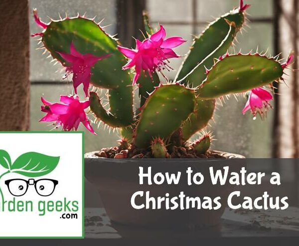 How to Water a Christmas Cactus