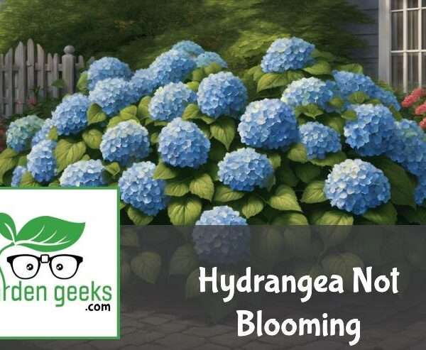 Hydrangea Not Blooming? (6 Solutions That Actually Work)