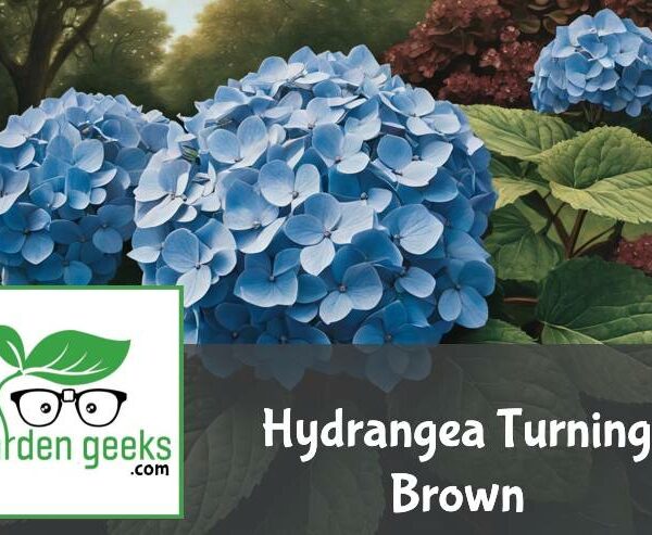 Hydrangea Turning Brown? (6 Solutions That Actually Work)