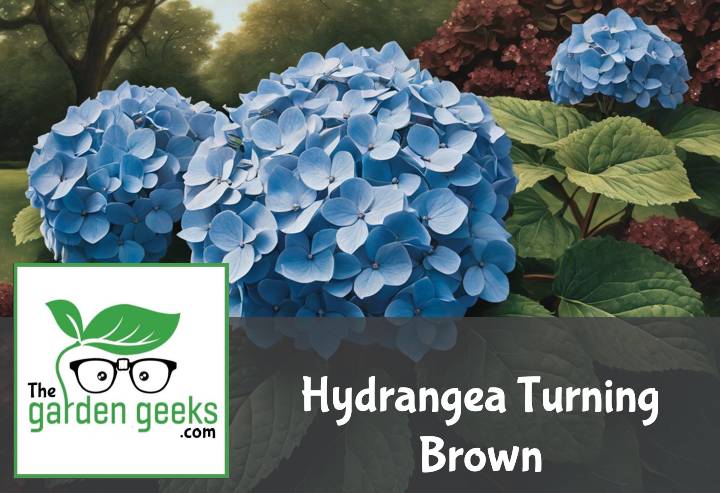 Hydrangea Turning Brown