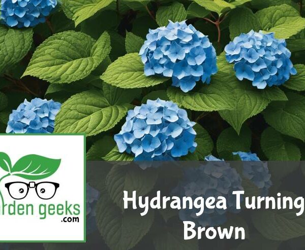 Hydrangea Turning Brown? (6 Solutions That Actually Work)