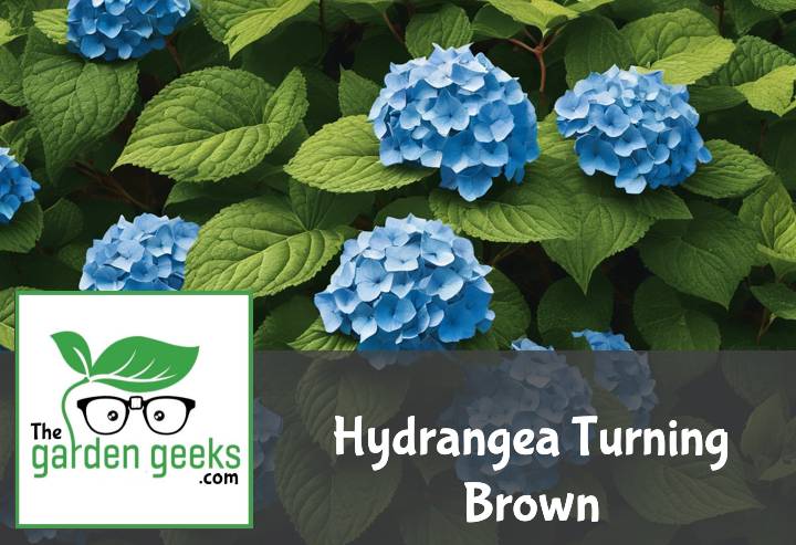 Hydrangea Turning Brown? (6 Solutions That Actually Work)