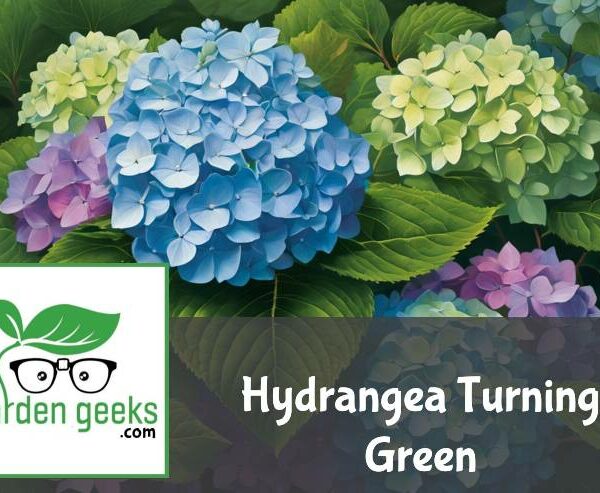 Hydrangea Turning Green? (3 Reasons)