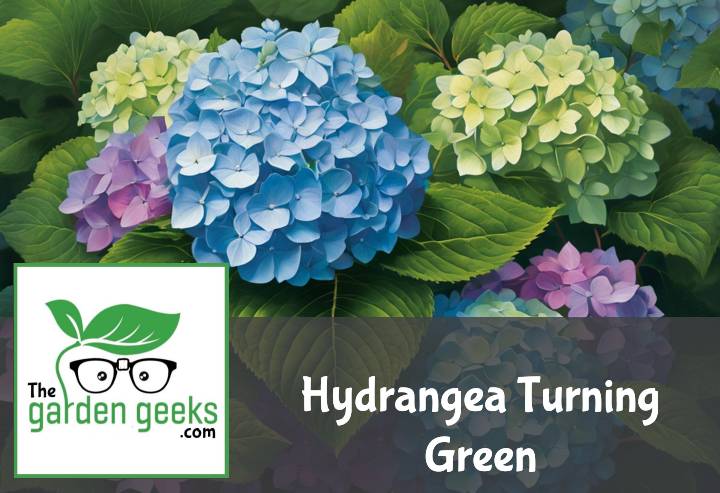 Hydrangea Turning Green? (3 Reasons)