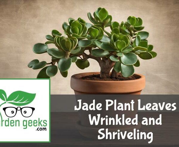 Jade Plant Leaves Wrinkled and Shriveling? (How to Solve it)
