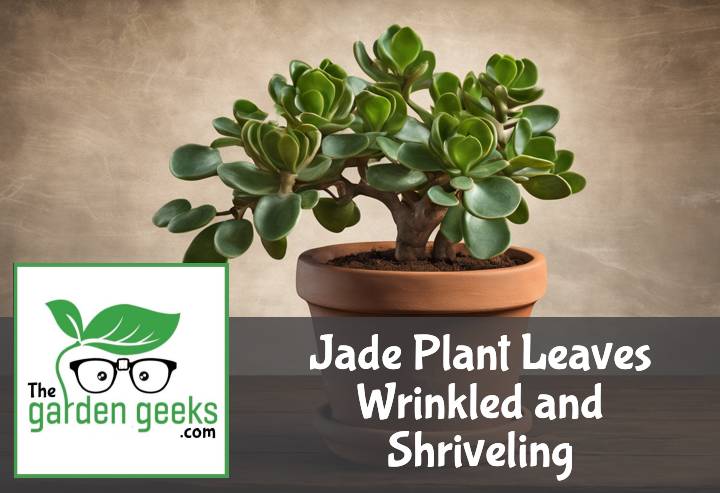 Jade Plant Leaves Wrinkled and Shriveling? (How to Solve it)