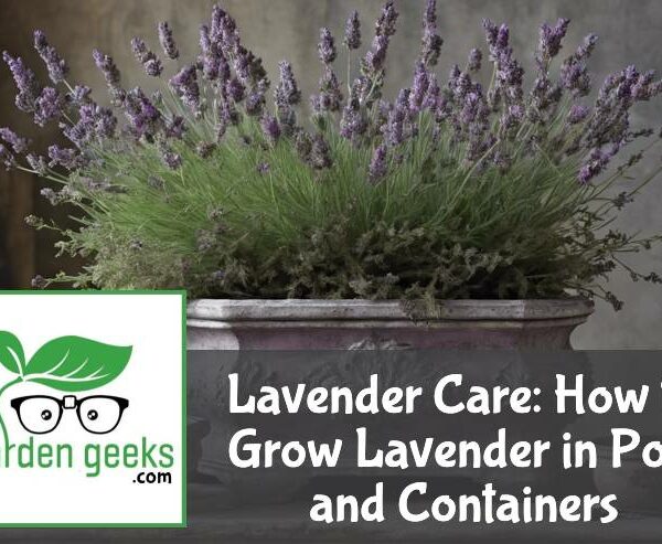 Lavender Care: How to Grow Lavender in Pots and Containers