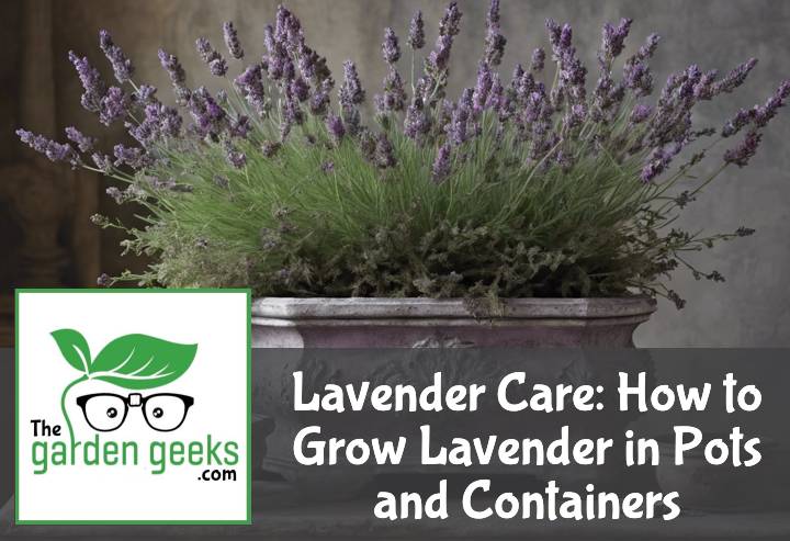 Lavender Care: How to Grow Lavender in Pots and Containers