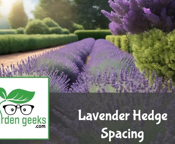 Lavender Hedge Spacing (The Definitive Guide)