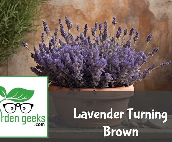 Lavender Turning Brown? (4 Solutions that Actually work)