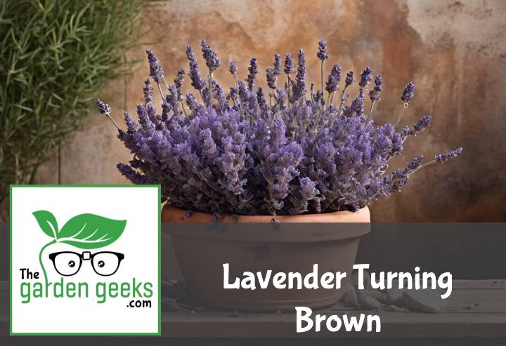 Lavender Turning Brown? (4 Solutions that Actually work)