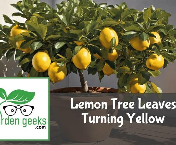 Lemon Tree Leaves Turning Yellow? (How to Save it)