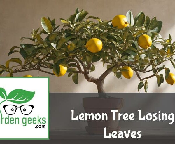 Lemon Tree Losing Leaves? (How to Save it)