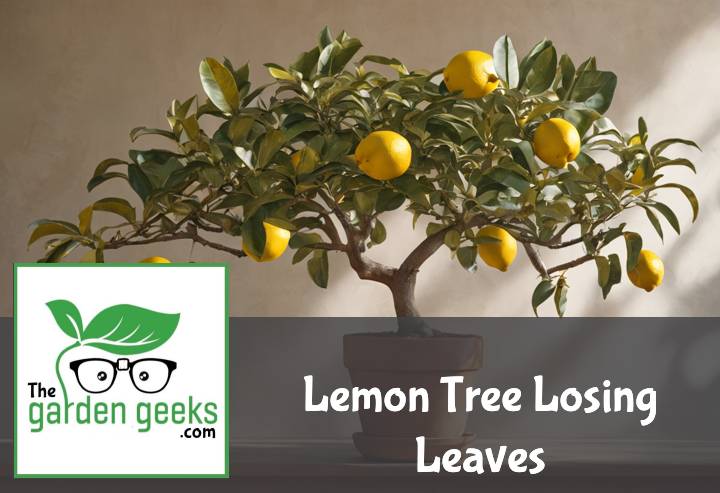 Lemon Tree Losing Leaves? (How to Save it)