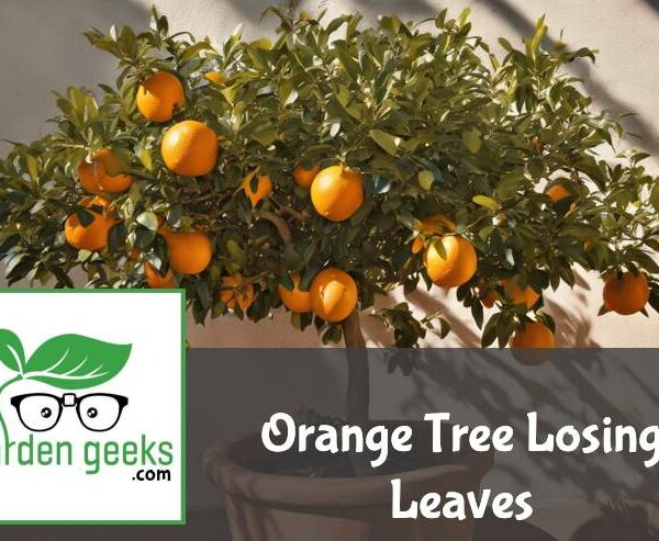 Orange Tree Losing Leaves? (How to Save it)