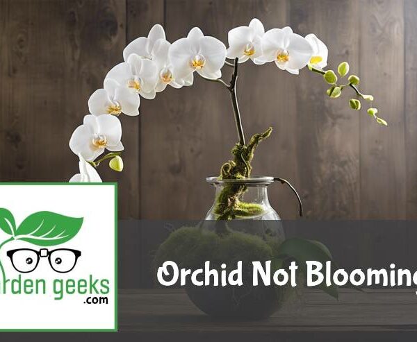 Orchid Not Blooming? (7 Solutions that Actually Work)