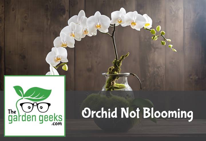 Orchid Not Blooming? (7 Solutions that Actually Work)