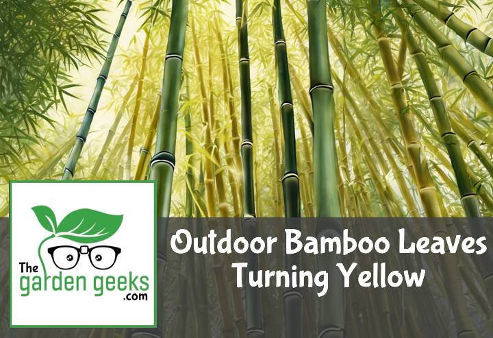 Outdoor Bamboo Leaves Turning Yellow? (How to Save it)