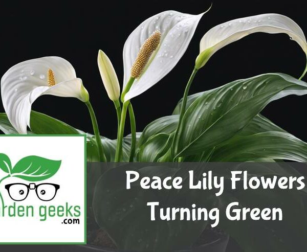 Peace Lily Flowers Turning Green? (3 Reasons)