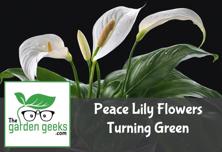 Peace Lily Flowers Turning Green? (3 Reasons)